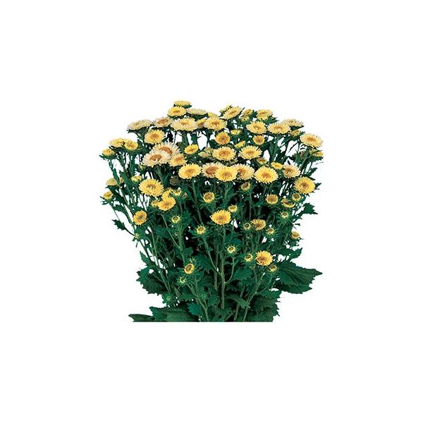 AX^[   { CG[  珬 i AX^[̎ j