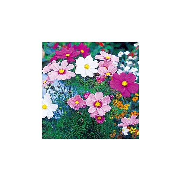 RXX̎ \i^ v~A~bNX  i H j