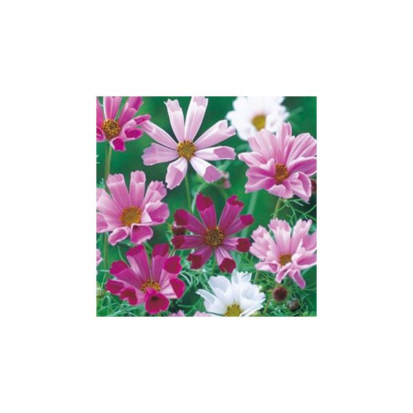 �R�X���X�̎� �V�[�V�F������ ���܁i20ml�j �i �H�� �j