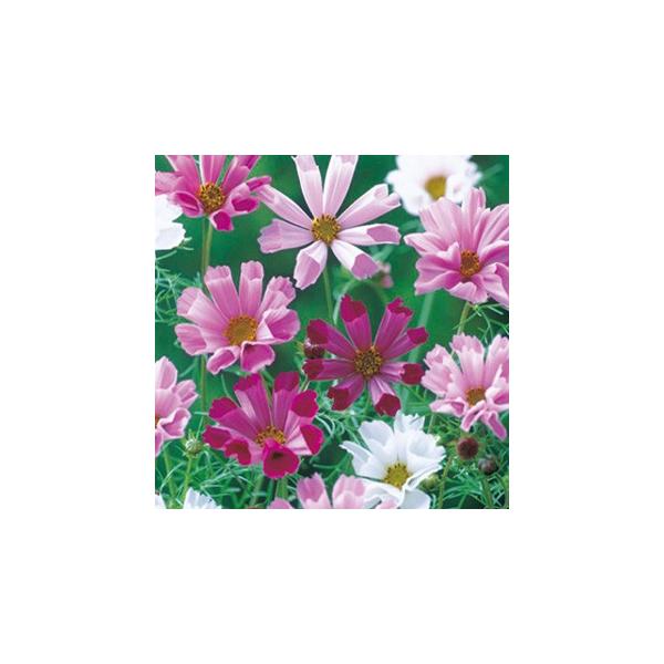 �R�X���X�̎� �V�[�V�F������ 1dl �i �H�� �j