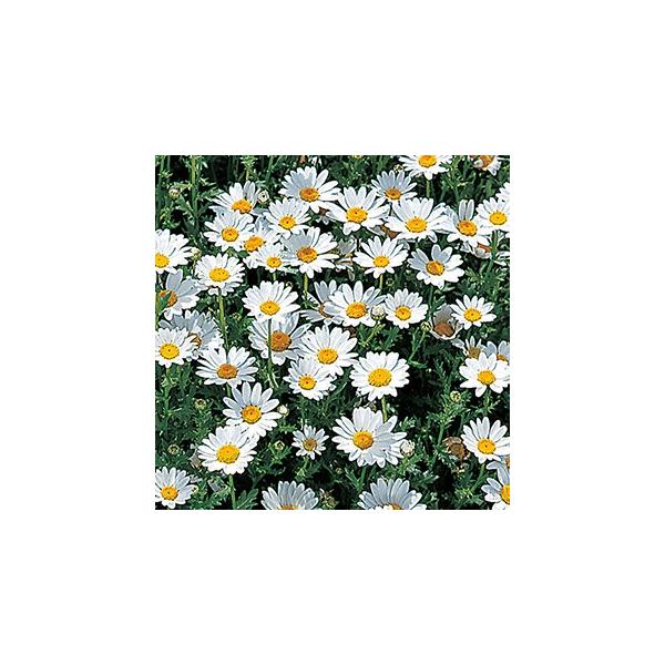 NTZ}   m[X|[  珬 i NTZ}̎ j