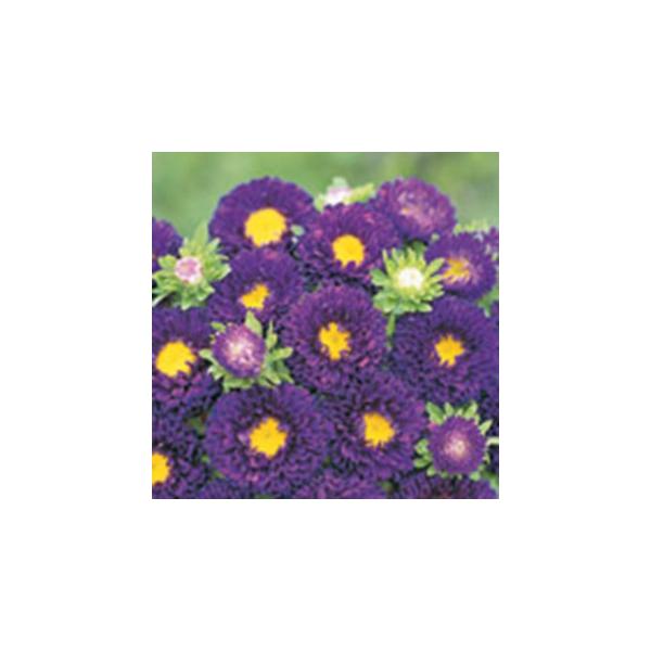 AX^[   { p[v  珬 i AX^[̎ j