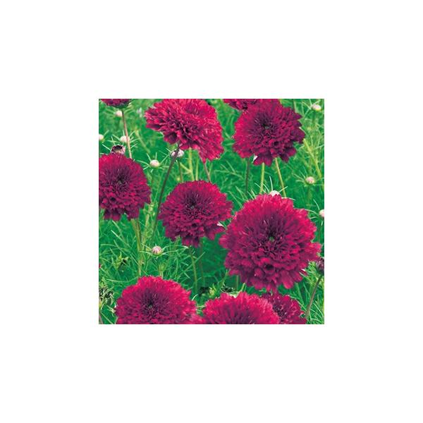 RXX̎ _uNbN Nx[  i H j