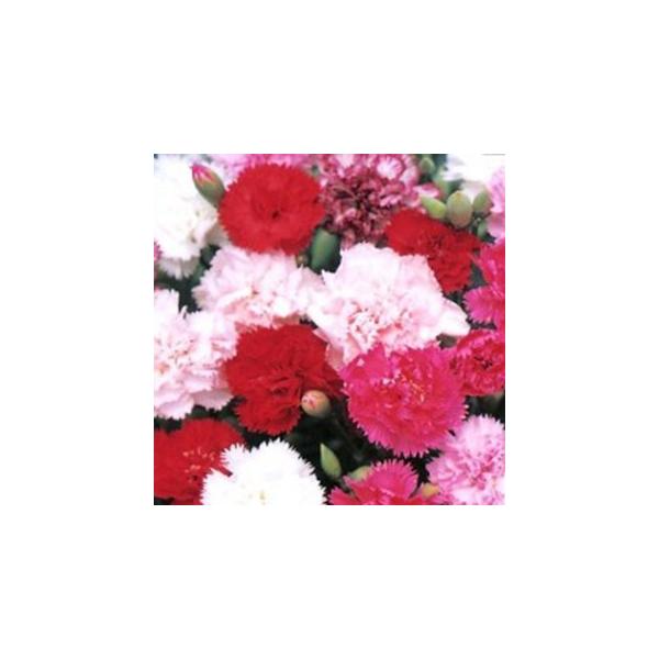 J[l[V   V{[ WCAg~bNX  珬 i J[l[V̎ j