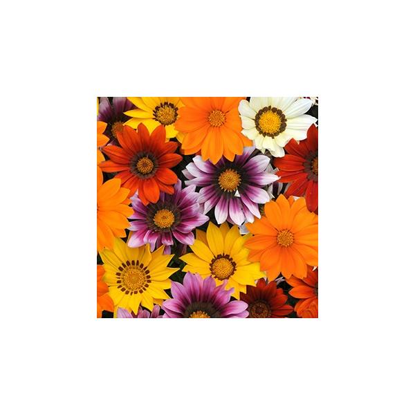 KUjA   j[fC ~bNX  R[g1000 i KUjA̎ j