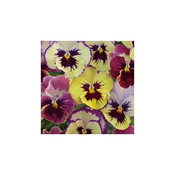 種 パンジーの人気商品 通販 価格比較 価格 Com