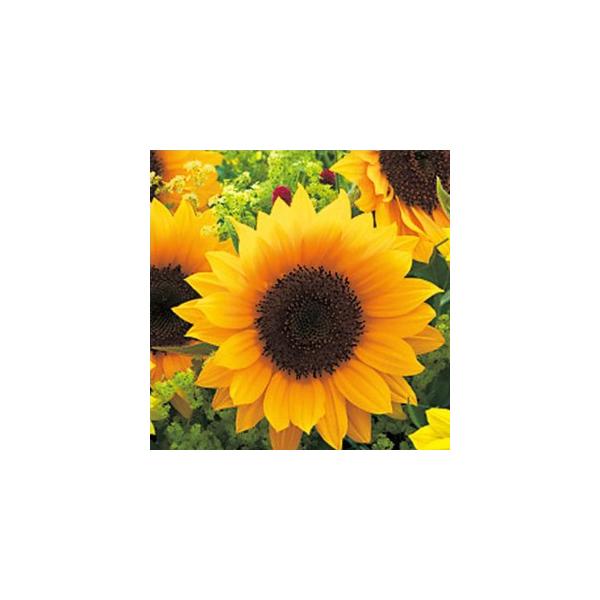 Ђ܂̎ ePTb`IW  20ml