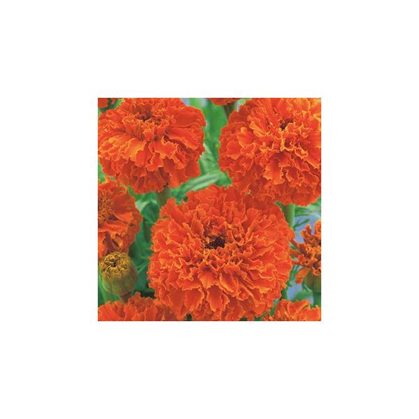 AtJ}[S[h̎ L[XIW ܁i30j