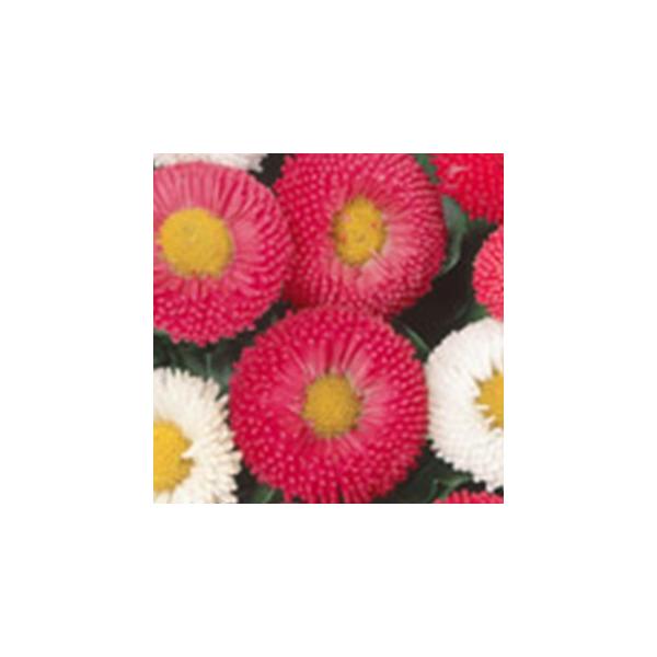 デージー 種の人気商品 通販 価格比較 価格 Com