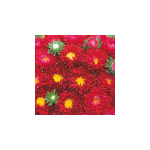 AX^[̎ { NAXJ[bg 珬