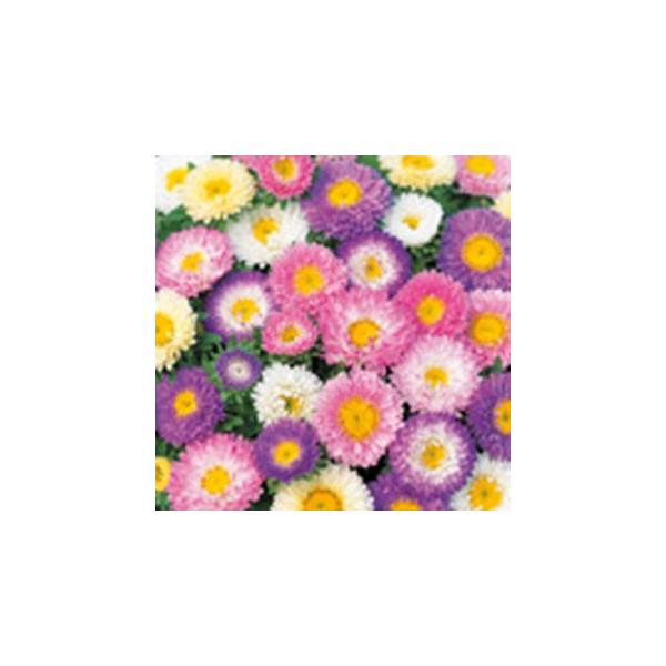 AX^[̎ { pXe~bNX 珬