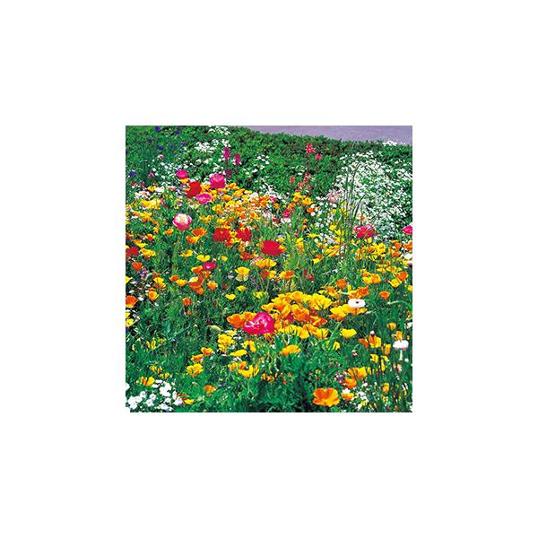 ԊG̋̎ ~bNXt[K[f 珬