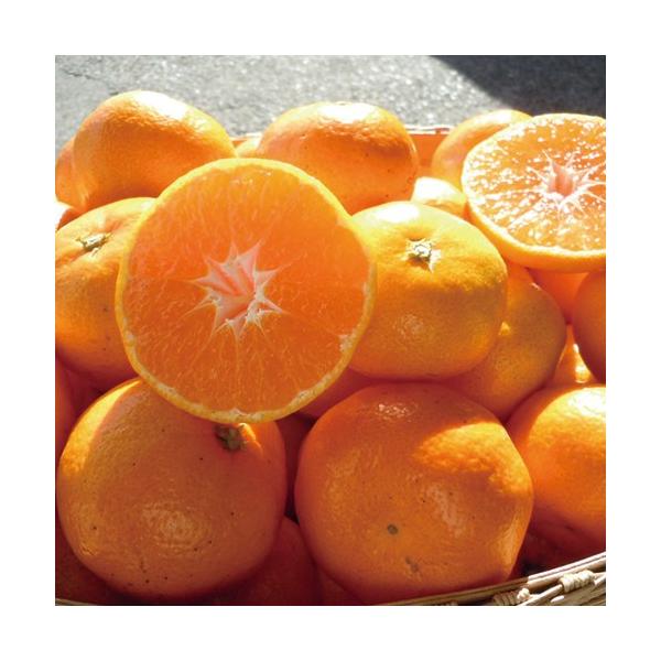 `Ã}`~݂񒆋ʃTCY 5kg Odl