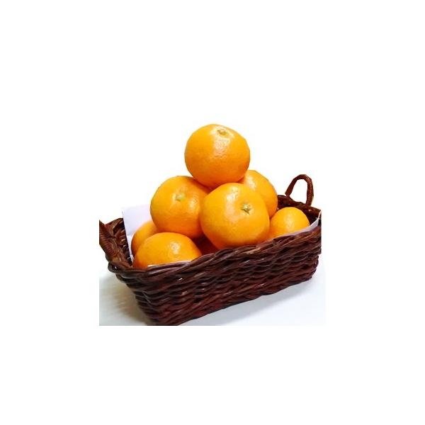 }`~݂ʃTCY 5kg  Odl Mtg 蕨 i