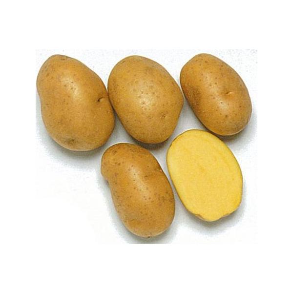 森の雑貨屋さん 種芋 ジャガイモ インカのひとみ インカのめざめ 約1kg 各約500g セット 通販 インカのめざめ、インカのひとみ