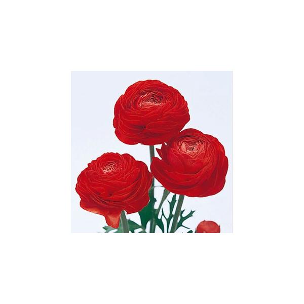 花の球根 ラナンキュラス 赤 5球入り 球根 ラナンキュラスの球根 Buyee Buyee Japanese Proxy Service Buy From Japan Bot Online