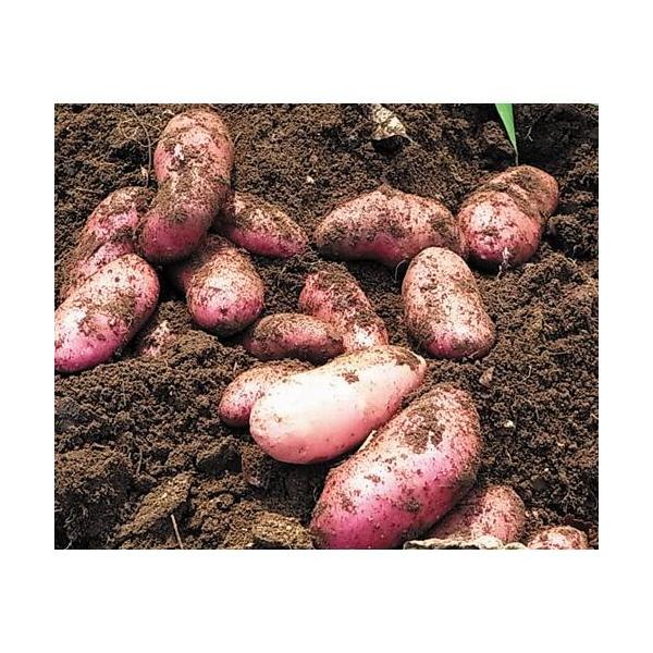 じゃがいも 種イモの人気商品 通販 価格比較 価格 Com