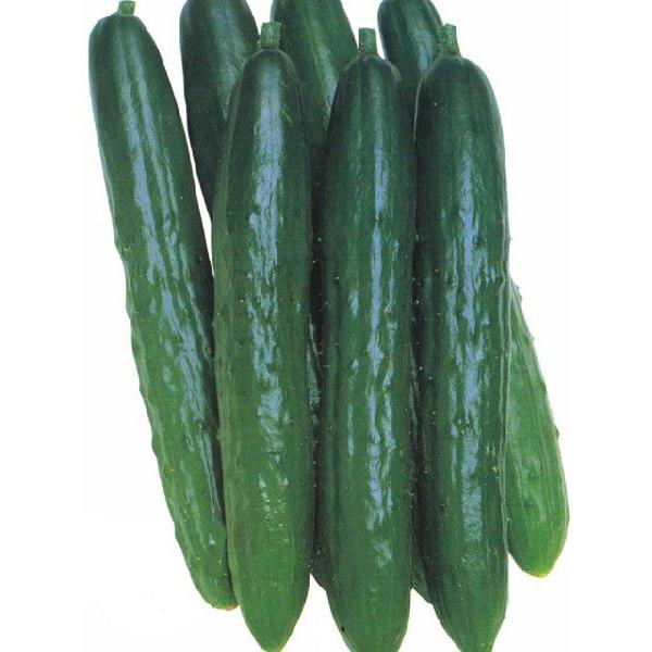 予約販売：4月以降発送 品種名：北進 商品内容：苗 4本セット  果長21〜22cmで曲がりや尻太が特に少なく、秀品率が極めて高い。