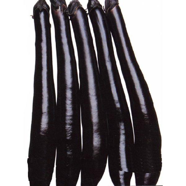 予約販売：4月以降発送 品種名：庄屋大長 商品内容：接木苗 4本セット  果長35〜40cm程度にもなる品質のよい大長ナス。