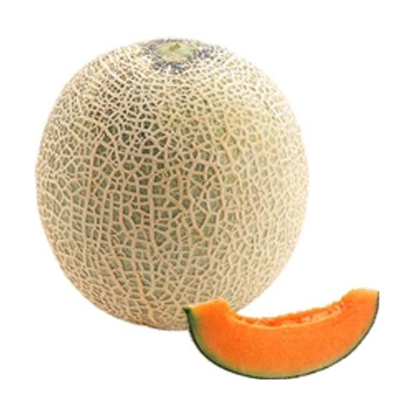 予約販売：4月以降発送 品種名：赤肉メロン 商品内容：接木苗 4本セット <br>果実は1.6〜1.8kgで安定。