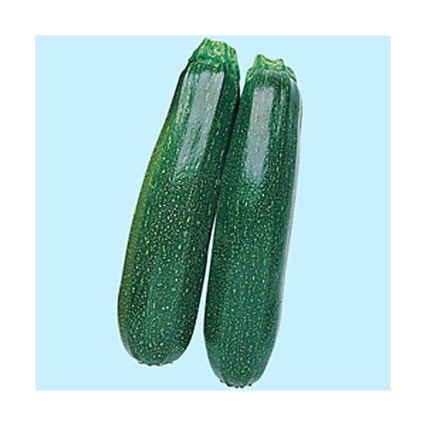 予約販売：4月以降発送 品種名：ズッキーニ　緑 商品内容：苗 4本セット  果実の外見はキュウリに似るが、カボチャ（ペポカボチャ）の仲間。