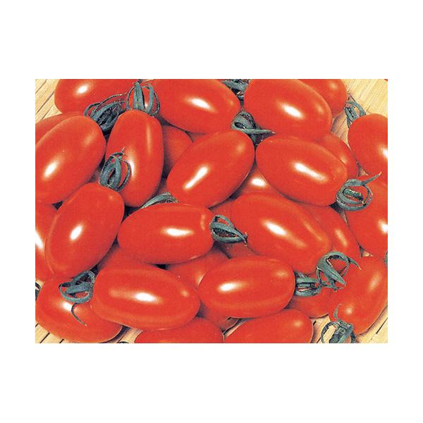 予約販売：4月以降発送 品種名：アイコ 商品内容：苗 4本セット  果肉が厚くてゼリーが少ない長卵型のミニトマトです。