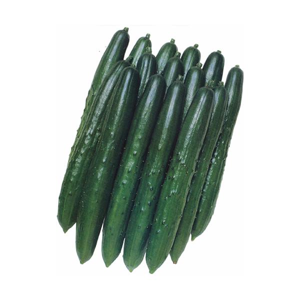 予約販売：4月以降発送 品種名：夏すずみ 商品内容：苗 4本セット  べと病とうどんこ病に強く、薬散労力が軽減できる省力品種です。