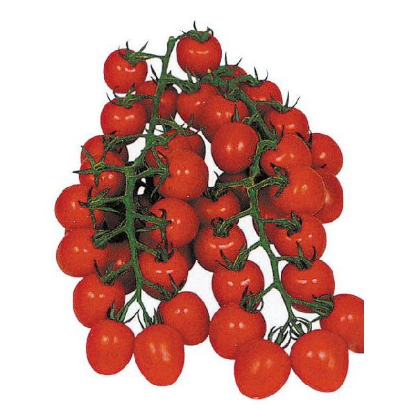 予約販売：4月以降発送 品種名：甘っこ 商品内容：苗 4本セット  高糖度で酸味とのバランスにも優れ、食味に秀でたミニトマトです。