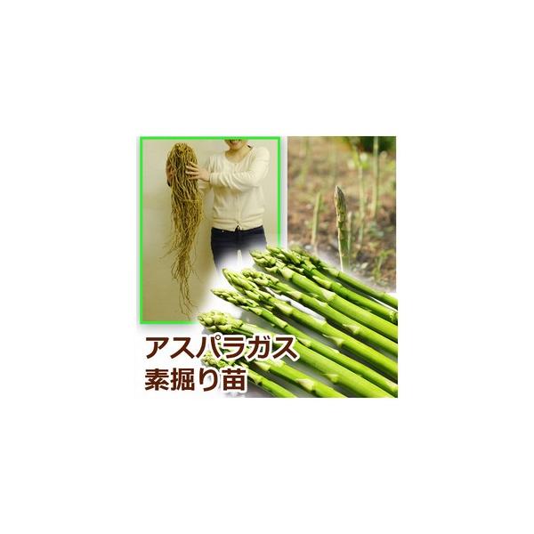 超ビッグの3Lサイズです。あまり出回らない大きさです！アスパラガスは種から栽培を始めると収穫まで2〜3年かかりますが、素掘り株苗なら植えつけた年からアスパラガスが収穫できます。また、株が大きければその分、収穫量が増します。つまり、この３Lサ...