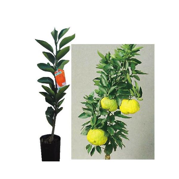 kނ̕c qM i 䂸 ʖF WK^ j  1Nc