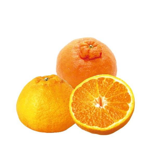 kނ̕c fR| i sm j 1Nc