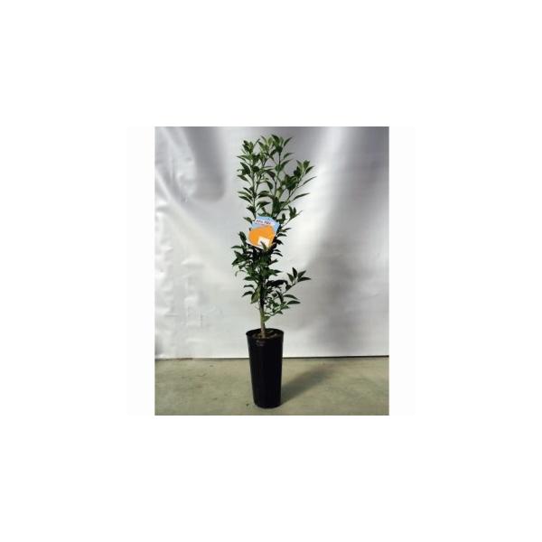 kނ̕c fR| i sm jz 2Nc