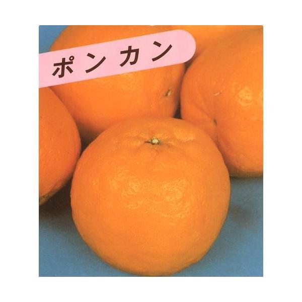 ポンカン苗木 ２株セット　みかん苗木 ポンカン苗木 2株セット みかん苗木の通販 by 中's shop｜ラクマ