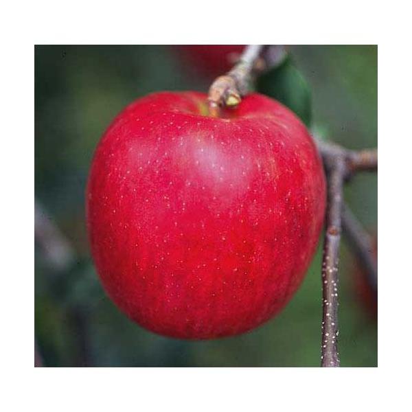 ʎc ь Ìy i  j 1Nc