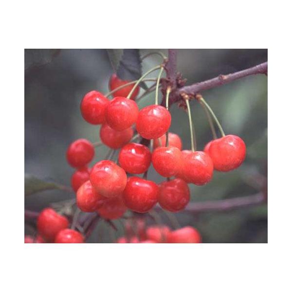 ʎc TN{  i Ƃɂ j 1Nc