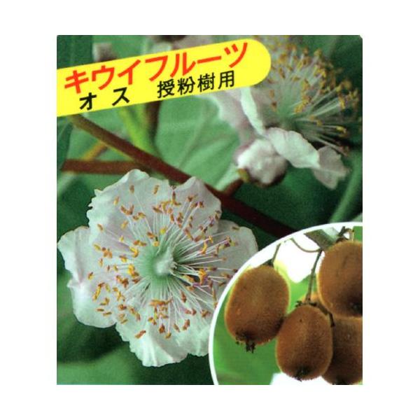 ʎc LEC  1Nc