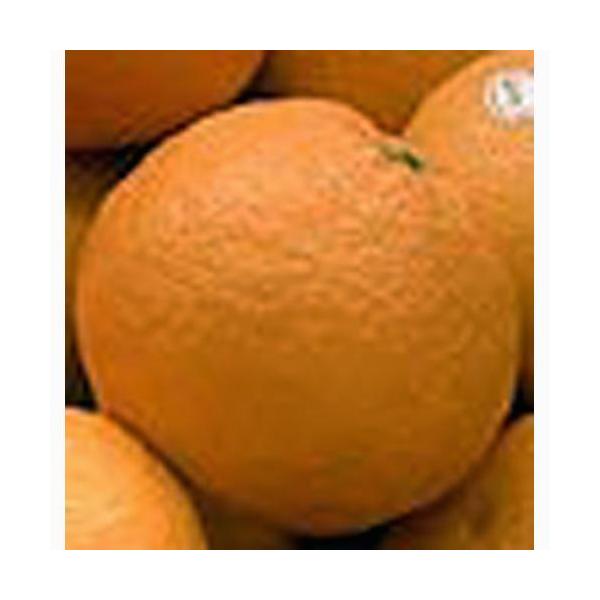 柑橘類の苗 スルガエレガント 1年生苗木