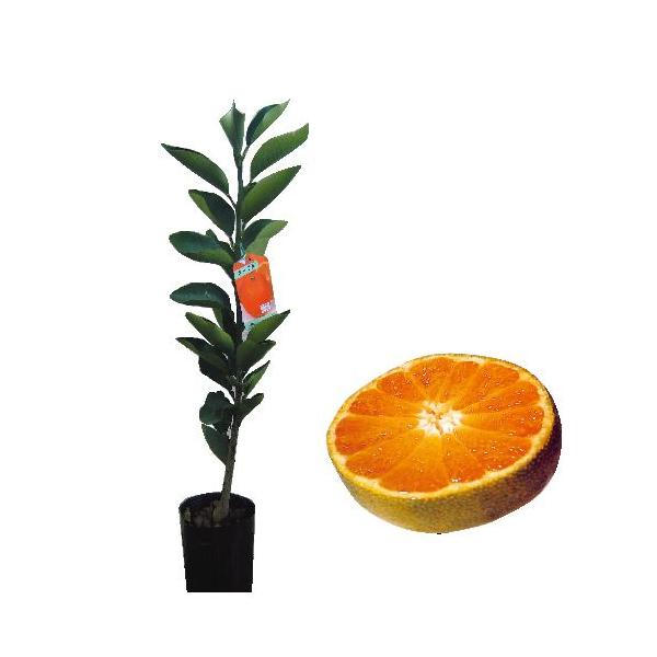 kނ̕c ̕P i ЂȂ̂Ђ j 1Nc