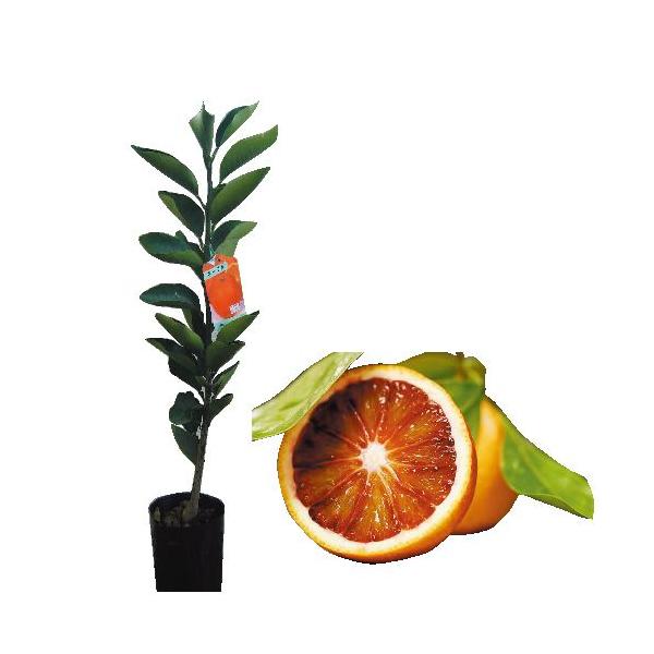 kނ̕c ubhIW i^bRj1Nc