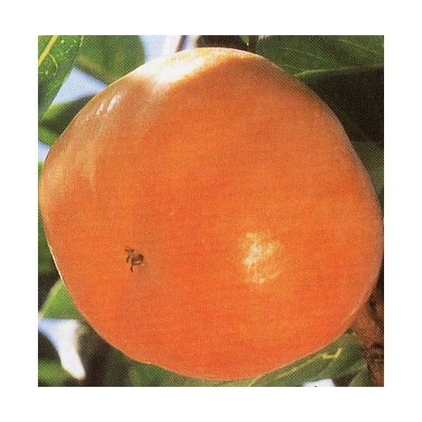 ʎc Ê` H i イ j 1Nc i H@io^ԍ 11115