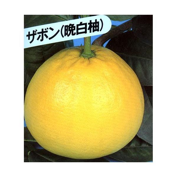 柑橘類の苗 晩白柚 （ ばんぺいゆ 別名： ザボン ） 1年生苗木