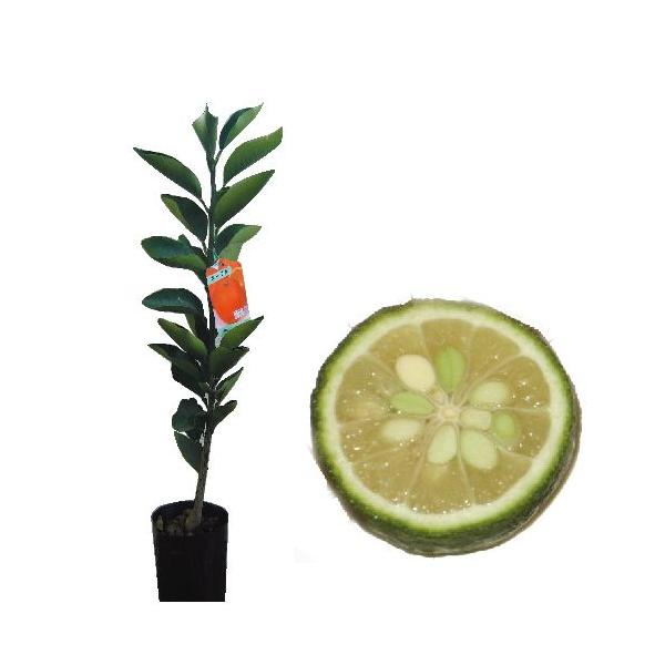 kނ̕c ԗM i ͂Ȃ䂸 j 1Nc