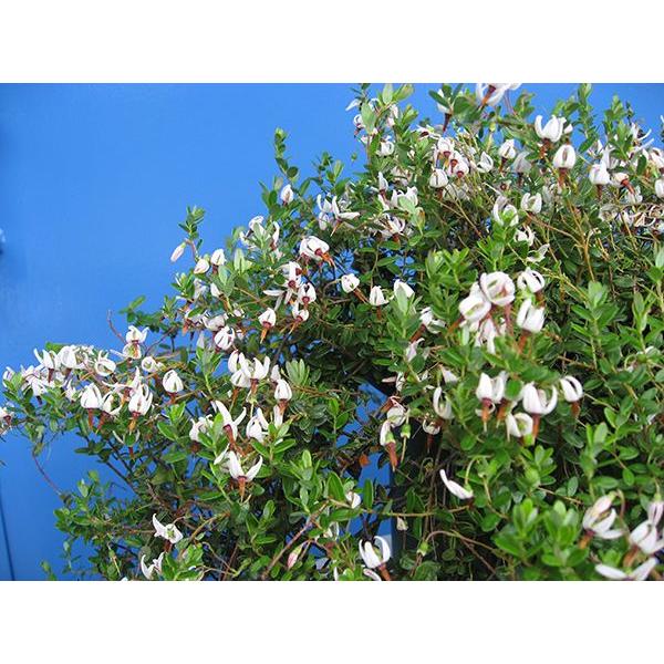 果樹苗 クランベリー 苗 クランベリー ツルコケモモ 苗木 予約販売 9月下旬発送 Buyee Buyee Japanese Proxy Service Buy From Japan Bot Online