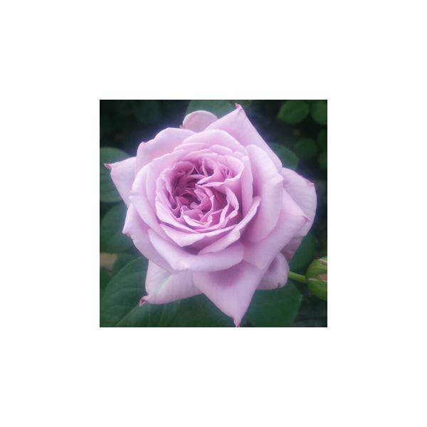 oc (\̔)   2N劔c 4