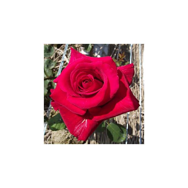 oc (\̔)  J[fBi 2N劔c 4