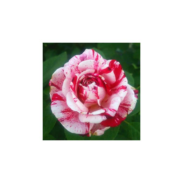 絞り バラ 総合 Favofavoitems