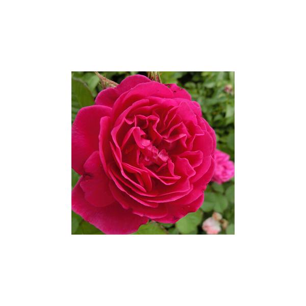 oc (\̔)  J[4 2N劔c 4