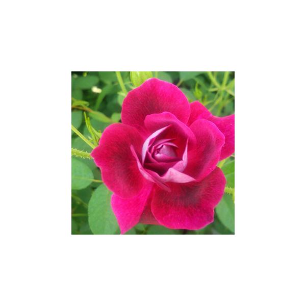 oc (\̔)  o[KfBACXo[O 2N劔c 4