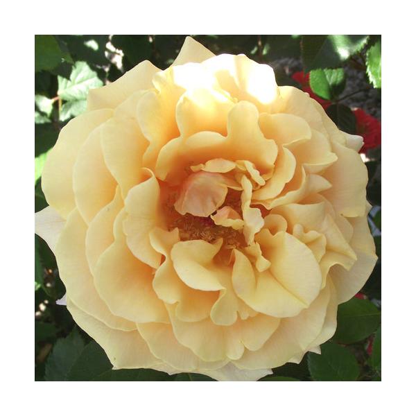 バラ苗 (予約販売) カラメラ 2年大株苗 4号鉢 : 菜園くらぶ Yahoo!店