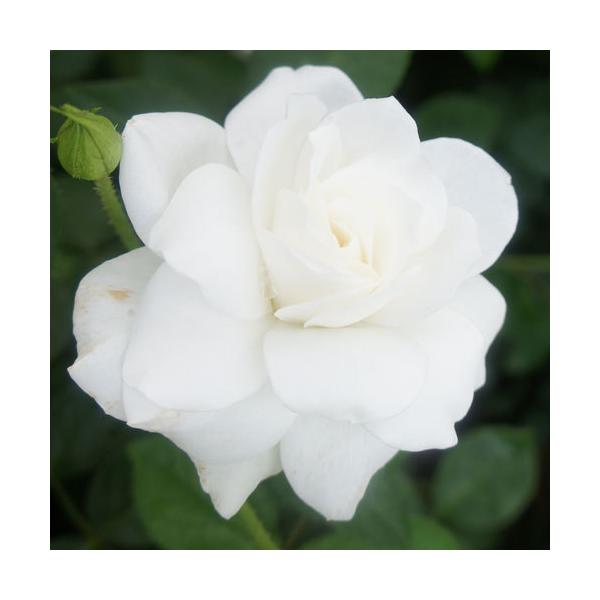 oc (\̔) CLACXo[O 2N劔c 4